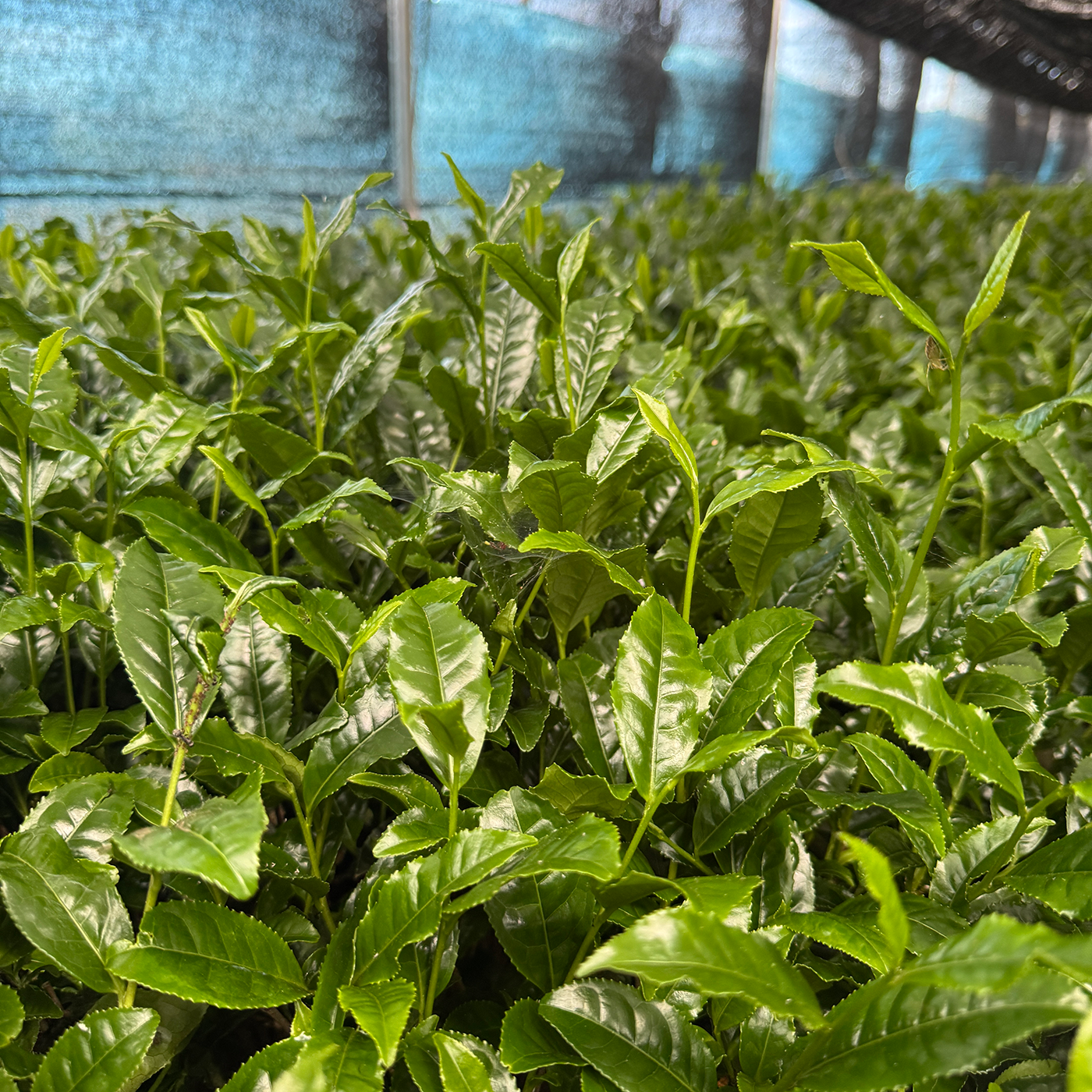 Close-up of green tea leaves growing in a field with a blurred background
